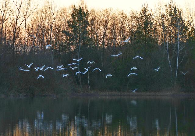 Februar / Mehr als 25 Silberreiher und drei Graureiher erheben sich über den Wehlachweiher II früh an diesem Tag im Ende Februar! | Foto: Angelika Bullinger