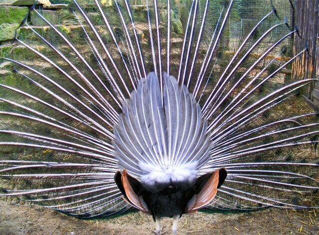 Juni / Wer sagts denn: ein schöner Rücken kann auch entzücken. Hinterteil eines Pfau's im Vogelpark Haßloch | Foto: Angelika Bullinger