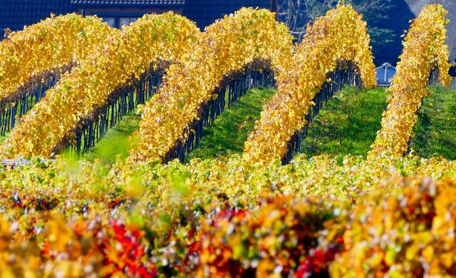 Oktober / "Goldbogenreben" in den Weinbergen unterhalb der Kalmit | Foto: Angelika Bullinger