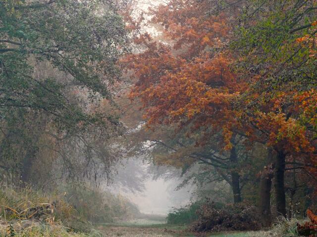 November / Novembernebel auf dem Weg neben dem Niederwiesenweiher | Foto: Angelika Bullinger