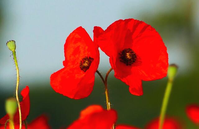 Juni / Umschlungen: zwei "versteckte Schätzchen" auf der traumhaft schön blühenden Mohnblumenwiese bei Iggelheim  | Foto: Angelika Bullinger