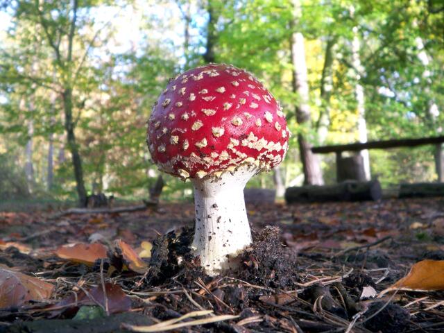 Oktober / Gerade "geschlüpfter" Fiegenpilz im Haßlocher Wald | Foto: Angelika Bullinger
