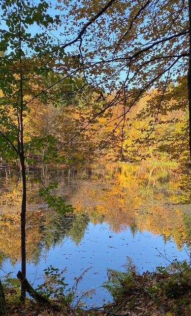 Seehof Erlenbach  im Oktober  | Foto: Foto  von  Natalie Dukart