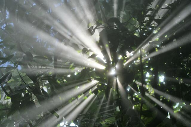 Lichterstrahl im Exotenhaus BUGA Mannheim | Foto: Vera Karpuschkin