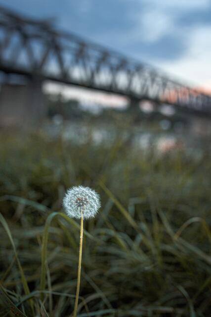 eine einsame Pusteblume, im Hintergrund die Rheinbrücke in Germersheim | Foto: Dina Zielinski