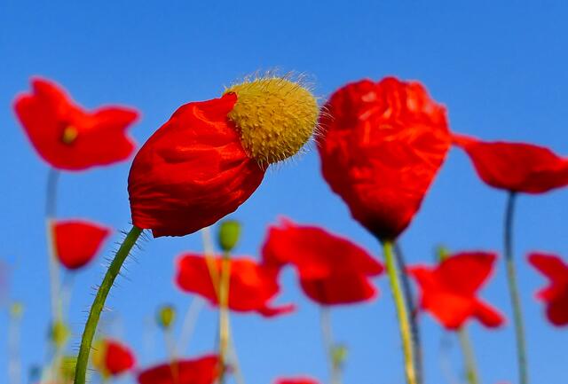 Juni / Noch sitzt das Käppi... aber sicher nicht mehr lange. Mohnblumenwiese in der Nähe der Landstraße von Iggelheim nach Schifferstadt | Foto: Angelika Bullinger