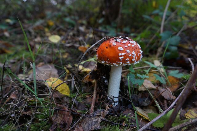 Fliegenpilz beim Hilschweiher im Herbst | Foto: Michael Jochem