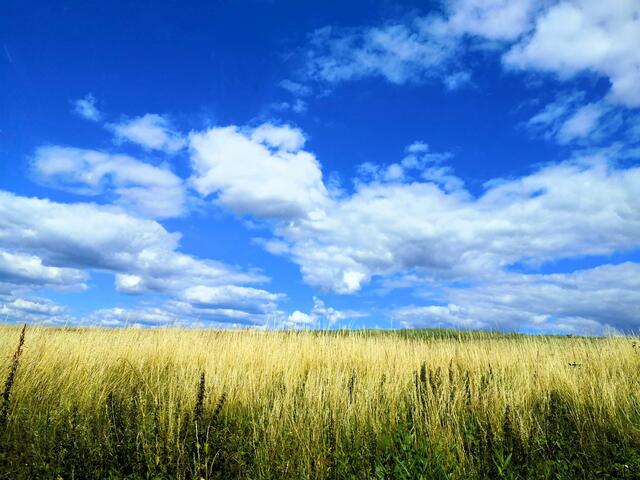 Vinningen im Juli | Foto: Eveline Brill