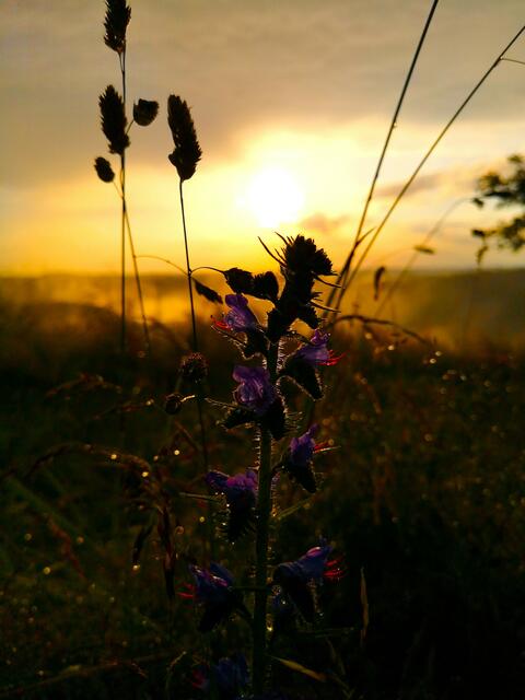 Vinningen im Juni | Foto: Eveline Brill
