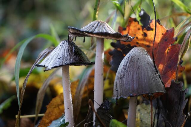 Pilzgruppe am Westwallweg in Schaidt | Foto: Michael Jochem