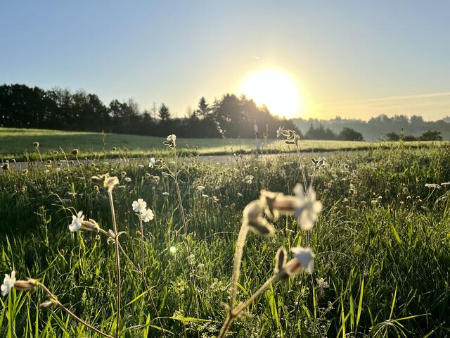 Hochstellerhof im August  | Foto: Eveline Brill 