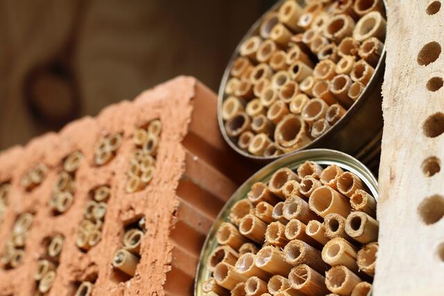 Tipp für zu Hause: Schon eine mit Schilfröhrchen gefüllte Metalldose kann einen kleinen Beitrag dazu leisten, Insekten eine geeignete Nistmöglichkeit zu bieten. | Foto: Dennis Christmann/Lebenshilfe Südliche Weinstraße