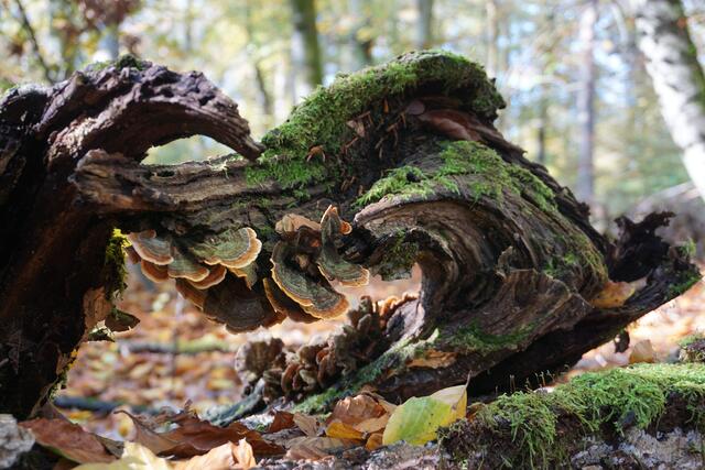Holzkreation am Westwallweg bei Schaidt | Foto: Michael Jochem