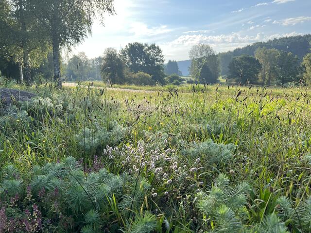 Dahn im August | Foto: Eveline Brill 