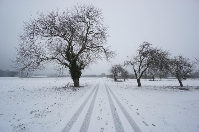 verschneite Rheinebene bei Hagenbach | Foto: Michael Jochem