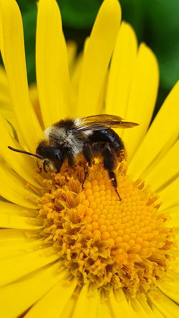 An de Quääch dehääm: Dank Blühinseln wie jener an der Außenwohngruppe in der Jakobstraße fühlen sich Wildbienen auch im südpfälzischen Offenbach wohl. | Foto: Johanna Kostka / Lebenshilfe Südliche Weinstraße