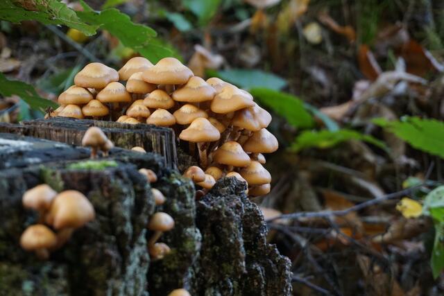 Pilzformation bei Hagenbach | Foto: Michael Jochem