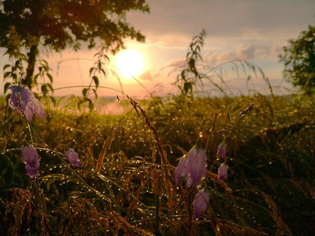 Vinningen im Juni | Foto: Eveline Brill