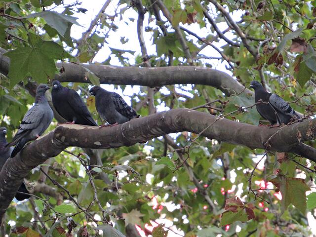 Die Tauben flogen kreuz und quer, sie hatten ihren Platz nicht mehr :-) | Foto: Brigitte Melder