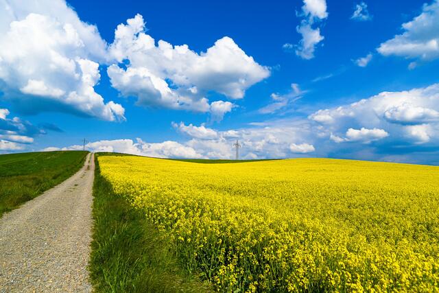 Motiv 6: Rapsfeld zwischen Katzweiler und Sembach | Foto: Monika Hunter