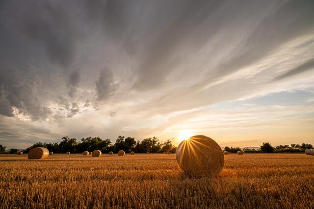 Motiv 7: Heuballen in untergehender Sonne bei Geinsheim | Foto: Georg Beck