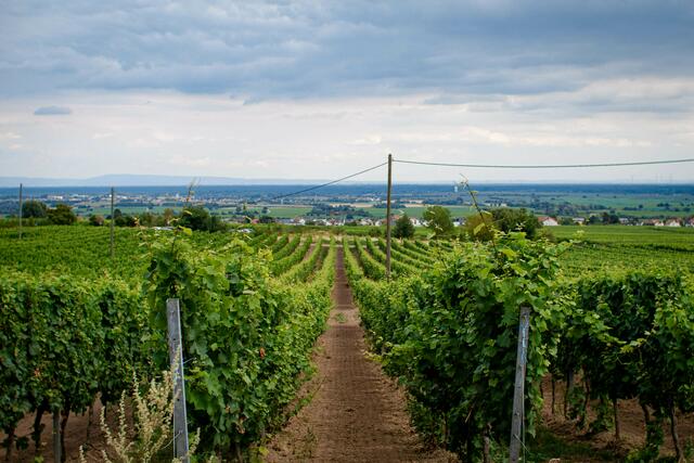 Motiv 8: Neustadt/Weinstraße  | Foto: Dina Zielinski