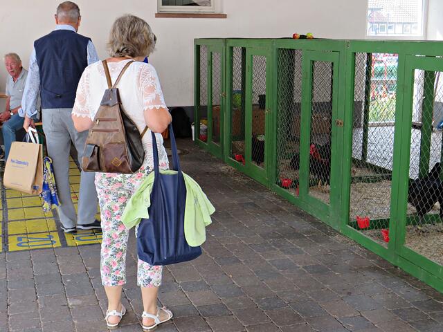 Wenn der Hahn kräht | Foto: Brigitte Melder