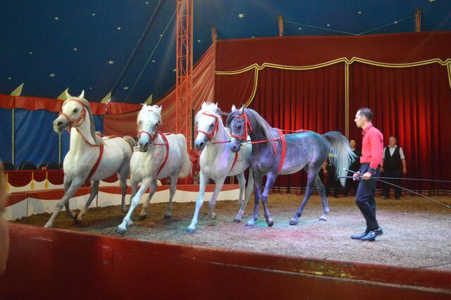 Foto: Circus Rolina