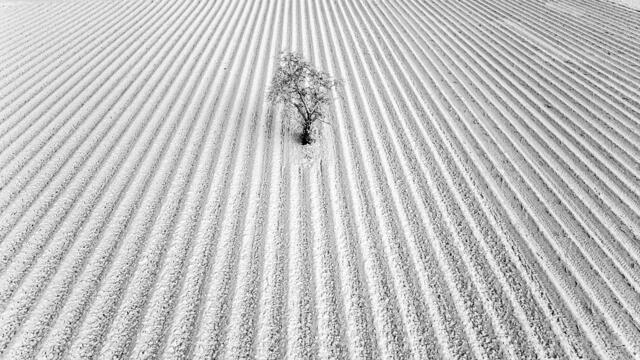 Motiv 9: Solitärbaum bei Böbingen | Foto: Georg Beck