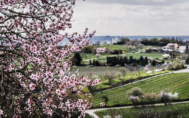 Motiv 9: Mandelblüte in der Pfalz | Foto: Rainer Droll