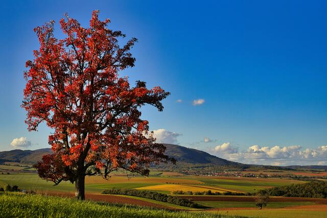 Motiv 2: Herbstschönheit im Donnersberger Land | Foto: Martin Unterluggauer