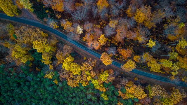 Motiv 6: Luftbild Pfälzerwald | Foto: Georg Beck