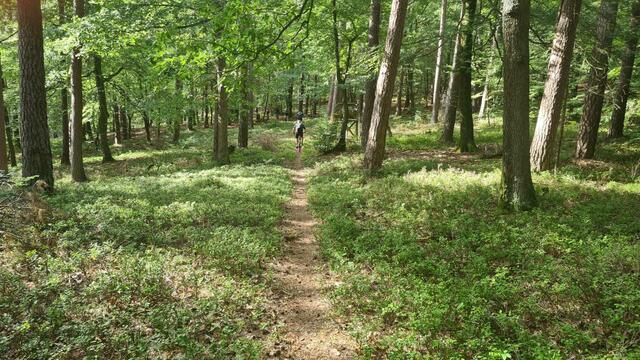 Pälzer Pädscher | Foto: W.N.