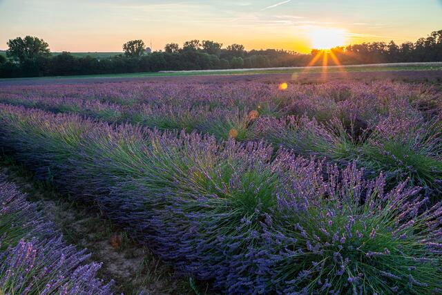 Motiv 12: Lavendelfeld bei Albsheim/Grünstadt | Foto: Georg Beck