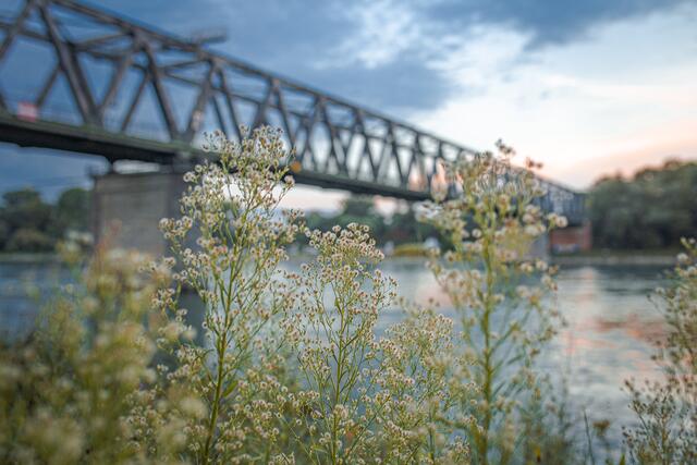 Motiv 11: Natur am Rheinstrand | Foto: Dina Zielinski