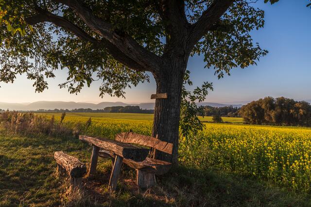 Motiv 8: Bank bei Freimersheim | Foto: Georg Beck