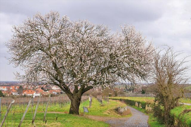 Motiv 11: Mandelbaum in Forst an der Weinstraße | Foto: Maike Müller