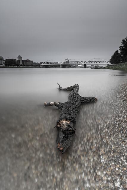 Motiv 9: Das Rheinkrokodil | Foto: Sascha.Greibich-Fotografie
