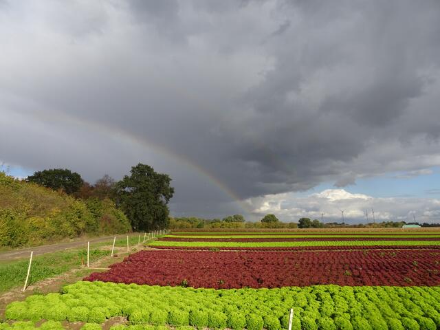 Motiv 5: Farben der Vorderpfalz in Weingarten/Pfalz im Juli | Foto: Volker Westermann