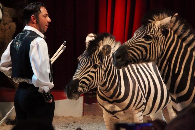 Foto: Circus Rolina