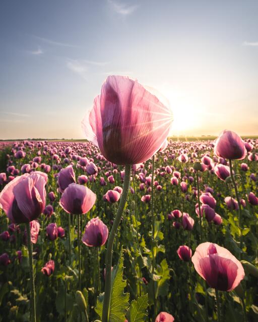 Motiv 3: Schlafmohn im Zellertal  | Foto: Marc Wesel