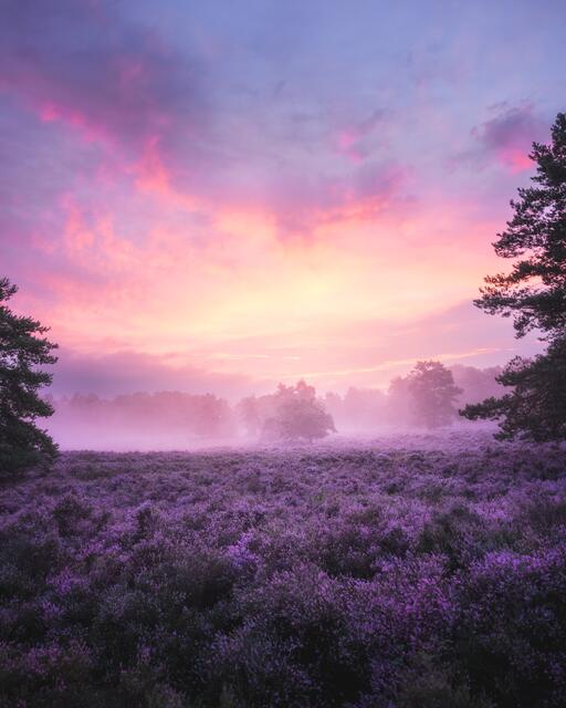 Motiv 10: Mehlinger Heide | Foto: Marc Wesel