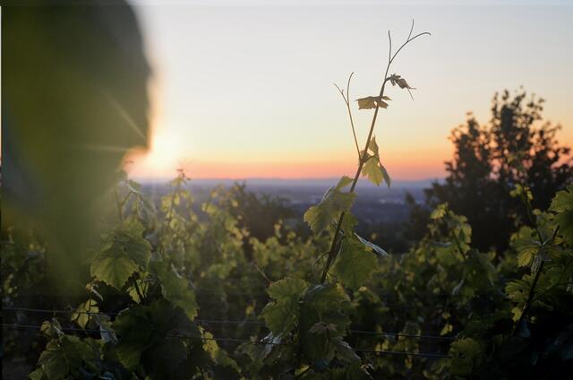 Motiv 10: Sonnenaufgang auf der kleinen Kalmit bei Ilbesheim | Foto: Fabienne Müller