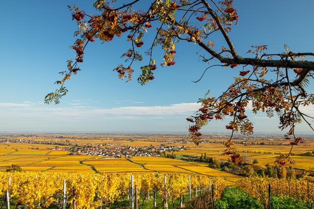 Motiv 9: Goldener Herbst bei Hainfeld | Foto: Georg Beck
