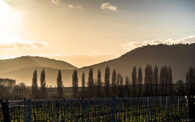 Motiv 12: Landschaft bei Ilbesheim | Foto: Rainer Droll