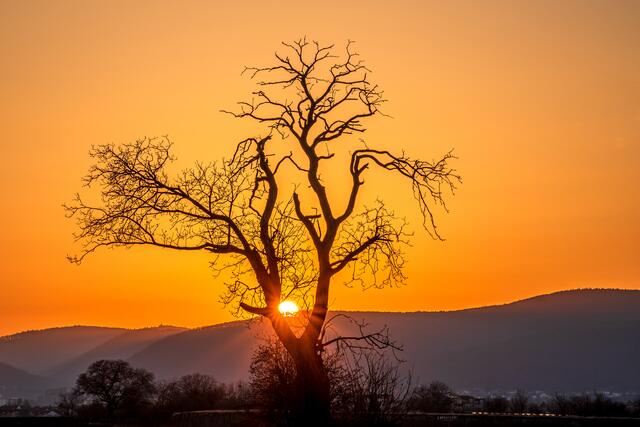Motiv 12: Baum an der A 65 bei Mußbach im Sonnenuntergang | Foto: Georg Beck