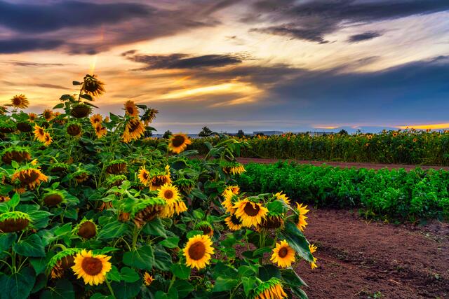 Motiv 2: Sonnenuntergang in einem Sonnenblumenfeld in Ludwigshafen-Ruchheim im Juli 2023 | Foto: Ralph Beetz