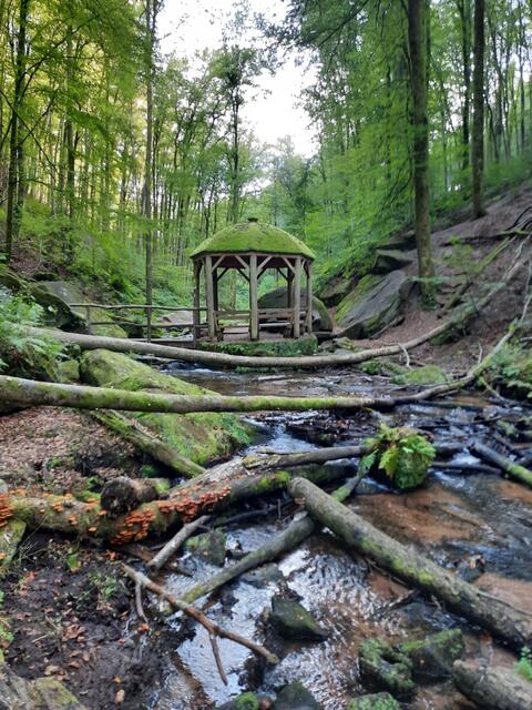 Motiv 4: Karlstalschlucht bei Trippstadt | Foto: Christina Rieth