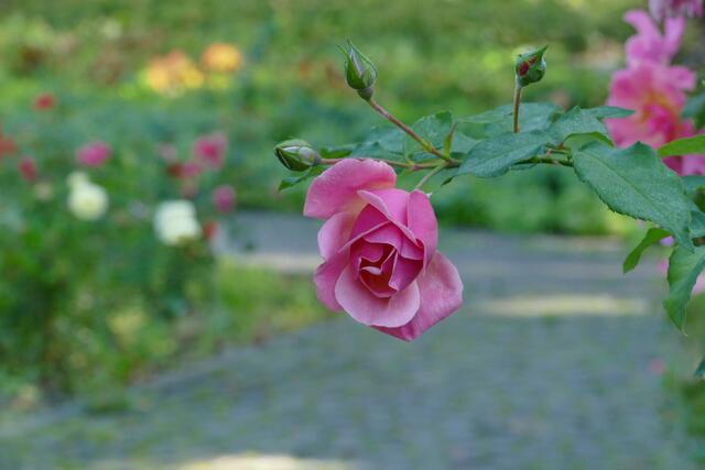 Zoo Karlsruhe | Foto: Marlene Deck