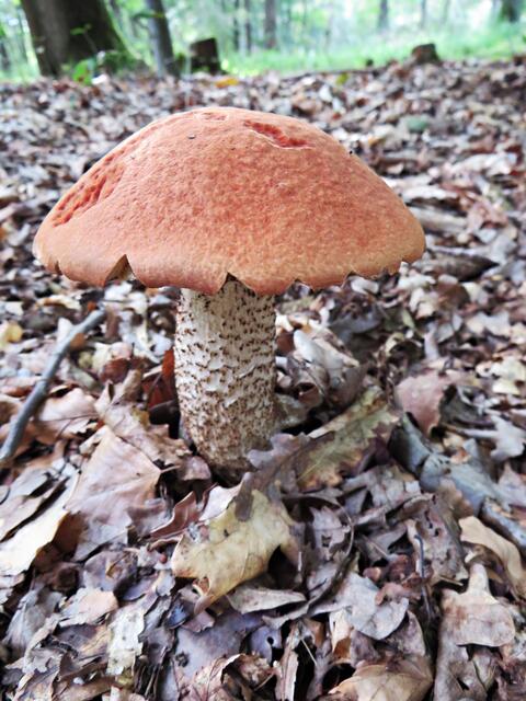 Ein Prachtexemplar einer Rotkappe | Foto: Brigitte Melder